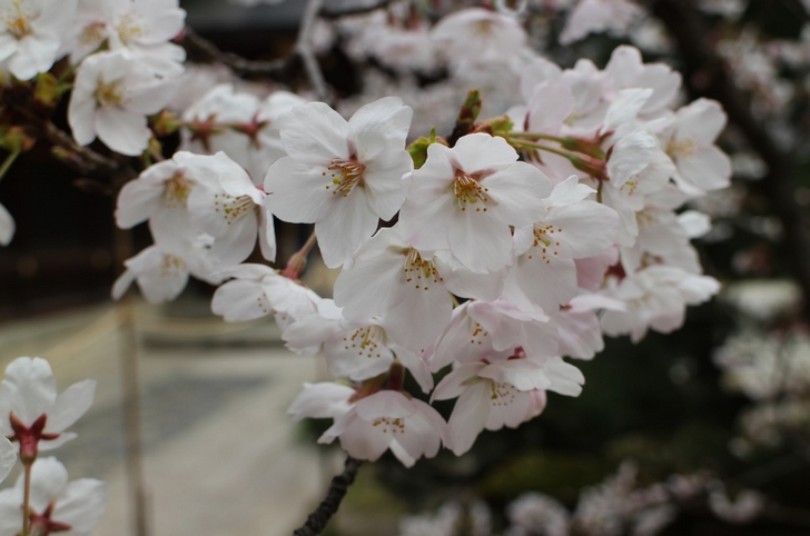 今宮神社の桜