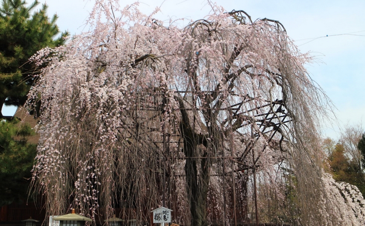 【追加写真】2017年4月5日の開花状況
