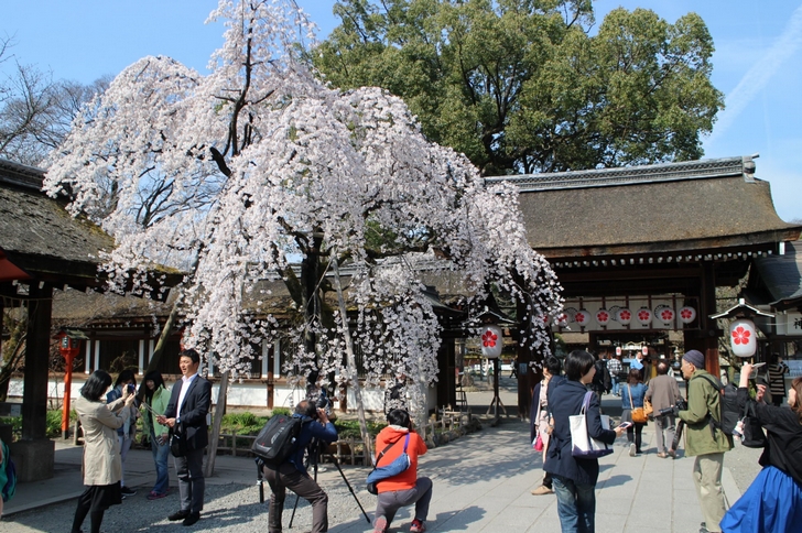 しだれ桜(2017年4月5日撮影)