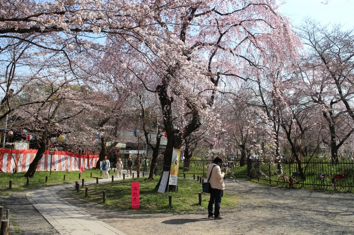お花見席の桜(2017年4月5日撮影)