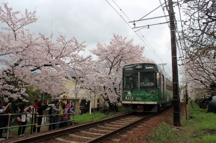 4月9日 嵐電「桜のトンネル」