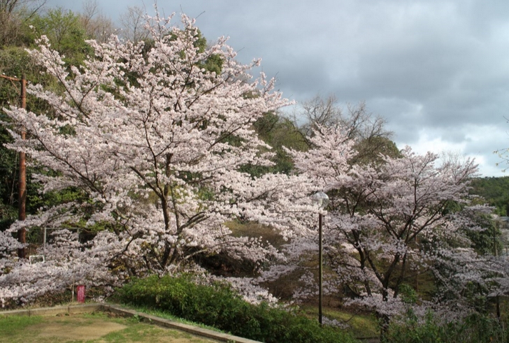 京都市北区の氷室道にある「誰も来ない公園」の桜