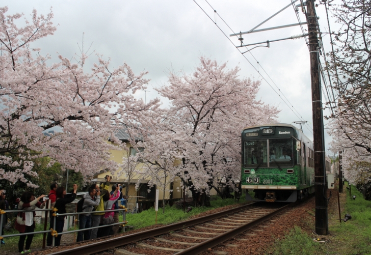 嵐電の「桜のトンネル」も見ごろでした