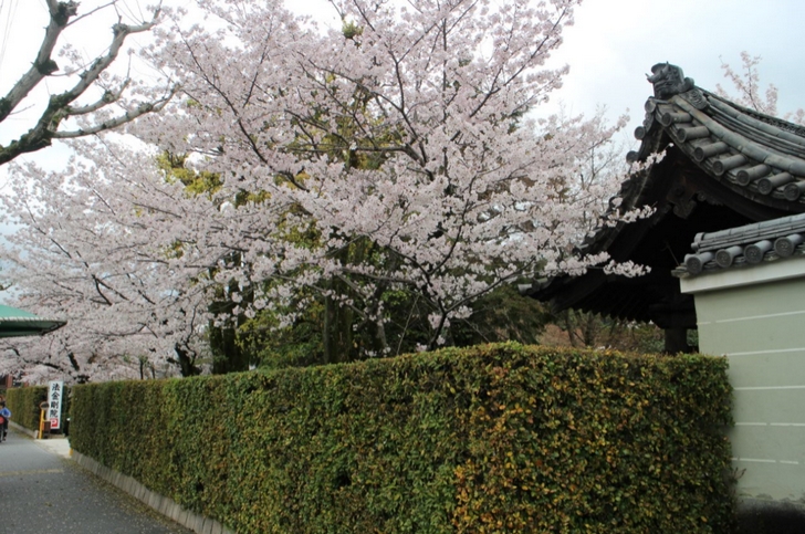 花園駅近く「法金剛院」の桜も満開でした