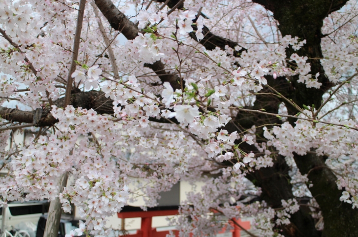 天龍神大神社の鳥居と桜