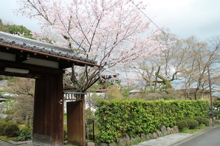 轉法輪寺の桜