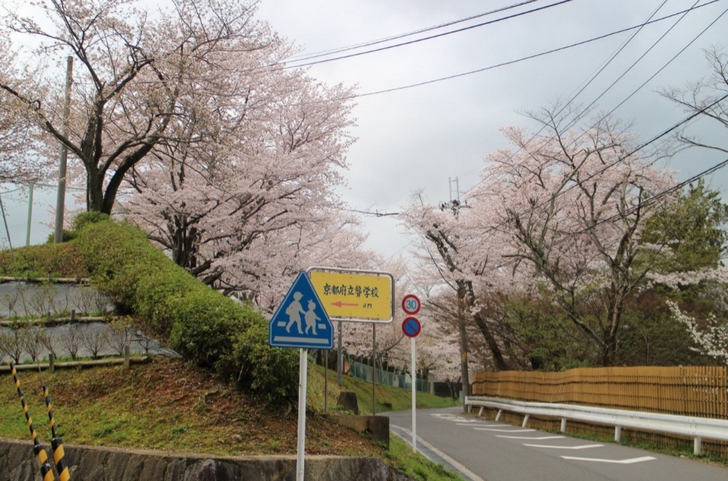 仁和寺の裏手にも桜並木