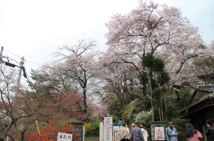 原谷苑 入口(2017年4月10日撮影)