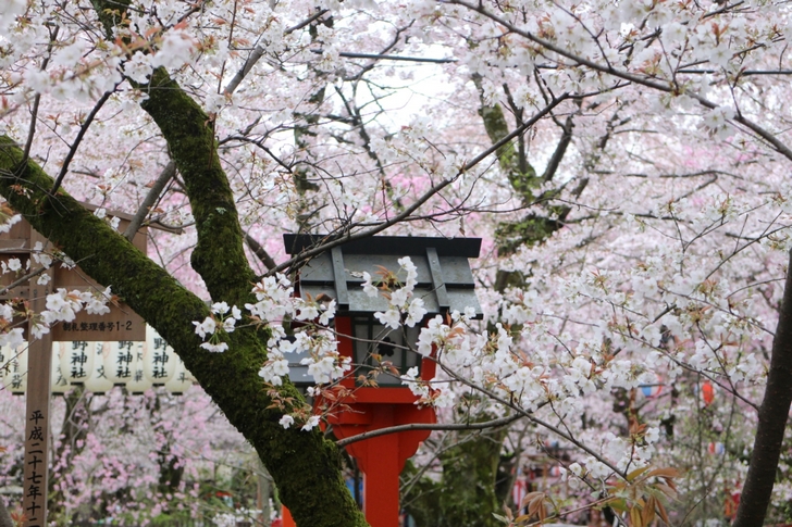お花見席の桜 2017年4月12日も結構咲いていました