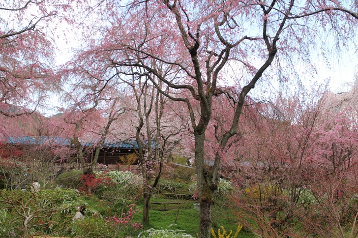 前日までの雨で若干ぬかるんでいますが桜は綺麗です