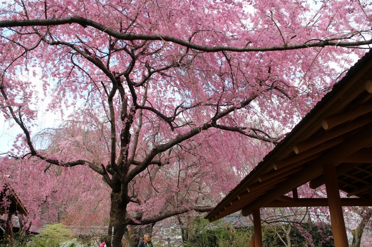お弁当を食べるところの桜が一番きれいです