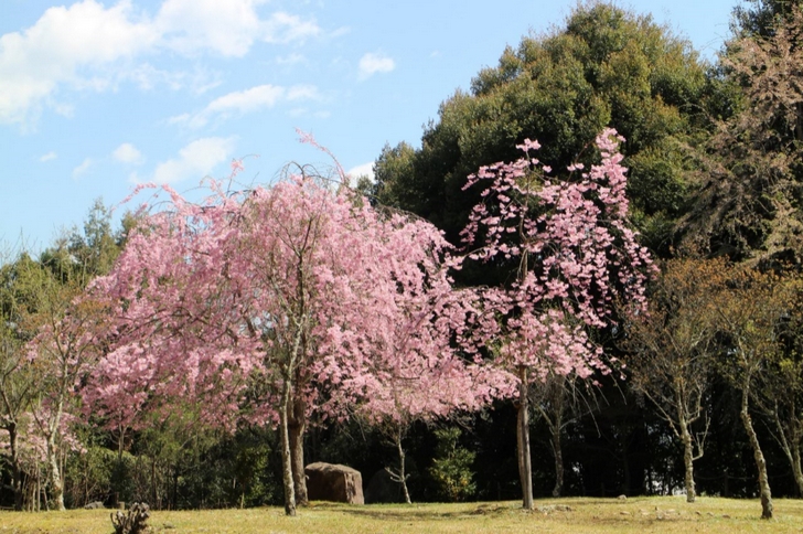 見事な桜が嵐山の奥にあります
