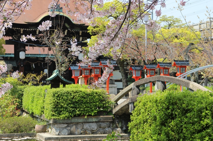 京都駅に近い桜の穴場