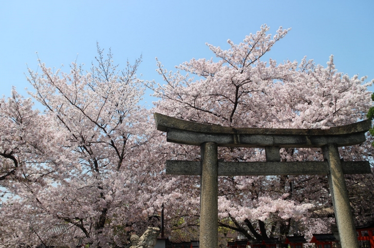 「六孫王神社」の染井吉野(ソメイヨシノ)