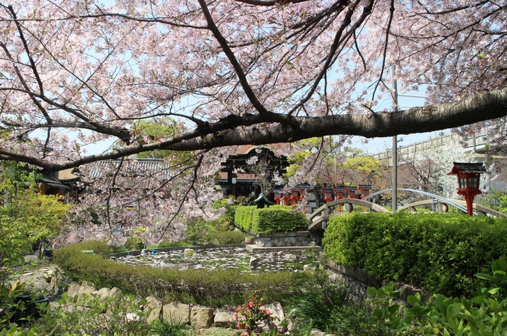 境内中央の「神龍池」から桜を望む