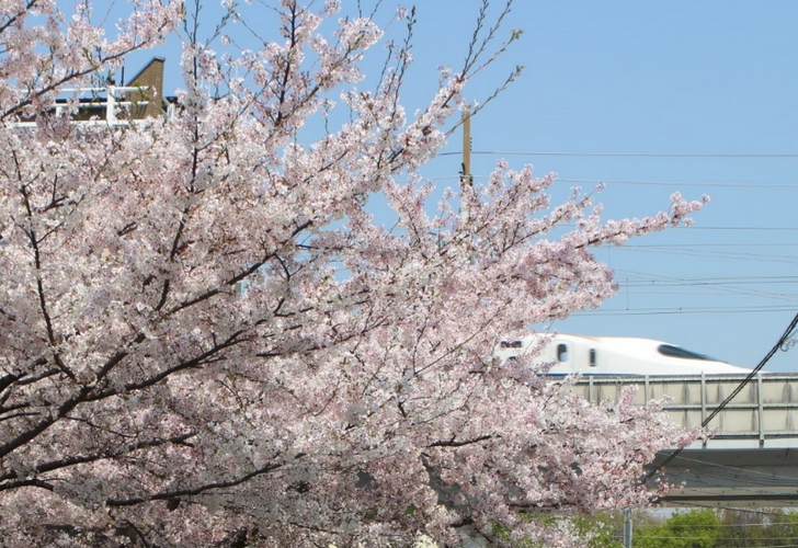 新幹線と桜のツーショット