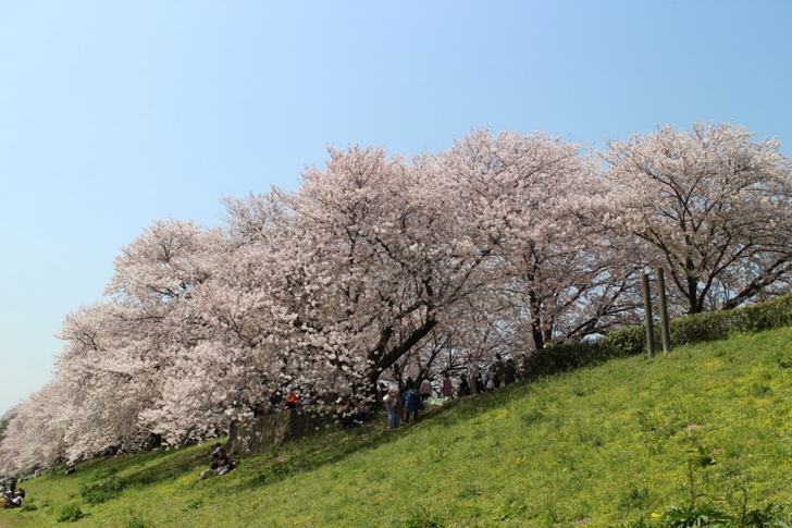 全長1.5kmの桜並木 背割堤