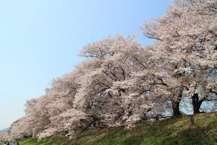 桜はどれも大きい木なので見ごたえがあります