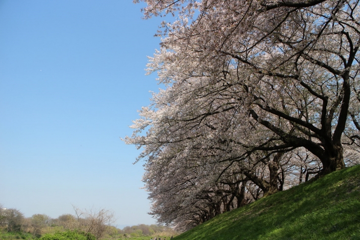 宇治川沿いは土手に花見客がいないので撮影に向いていました