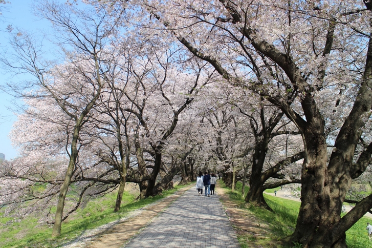 桜の並木は人が結構多かったです