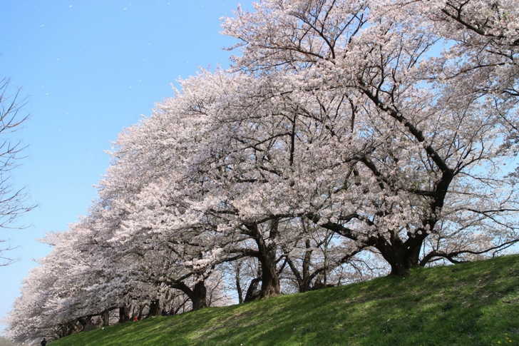 桜の見頃は折り返して、桜の花びらが散っていました