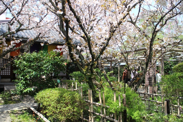 松月桜は葉も出ていますがまだキレイでした