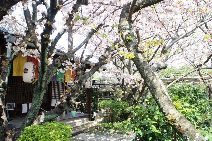 観音堂前の「観音桜」は少し早く咲きます