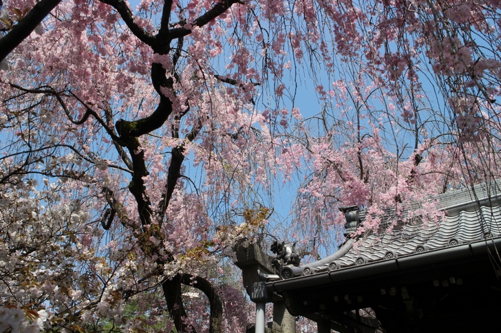 枝垂桜はまだキレイに見ることができます