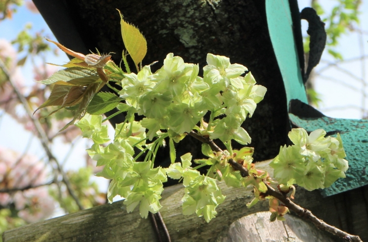花が緑の御衣黄(ぎょいこう)という桜