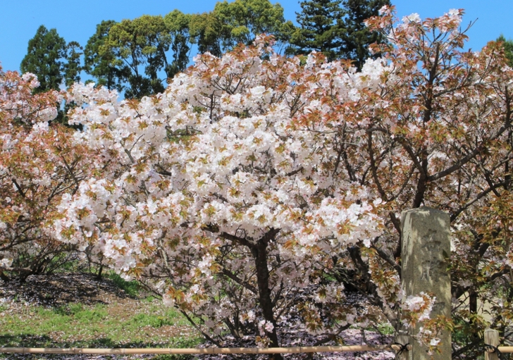京都・仁和寺の桜「御室桜」