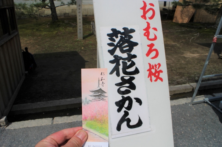 仁和寺は門前に開花状況が毎日公表されています