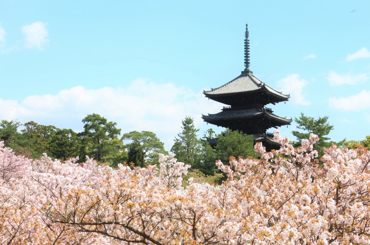 仁和寺五重塔と御室桜が見られるスポットです