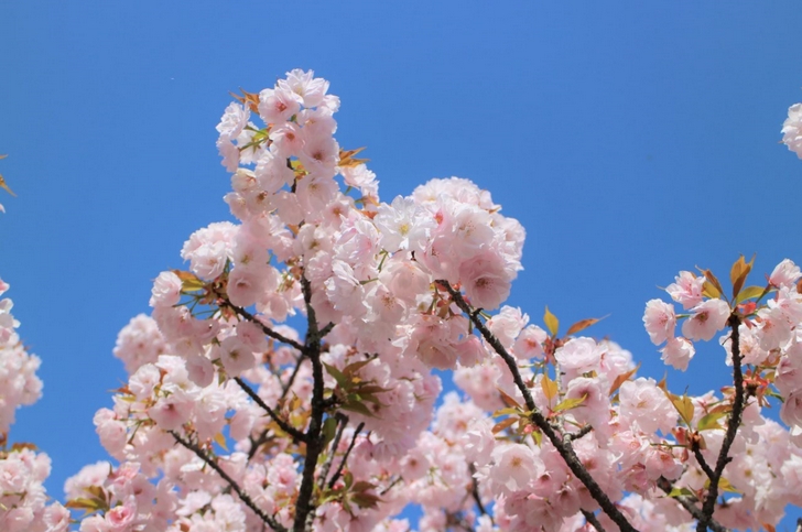 御室桜のある仁和寺とは