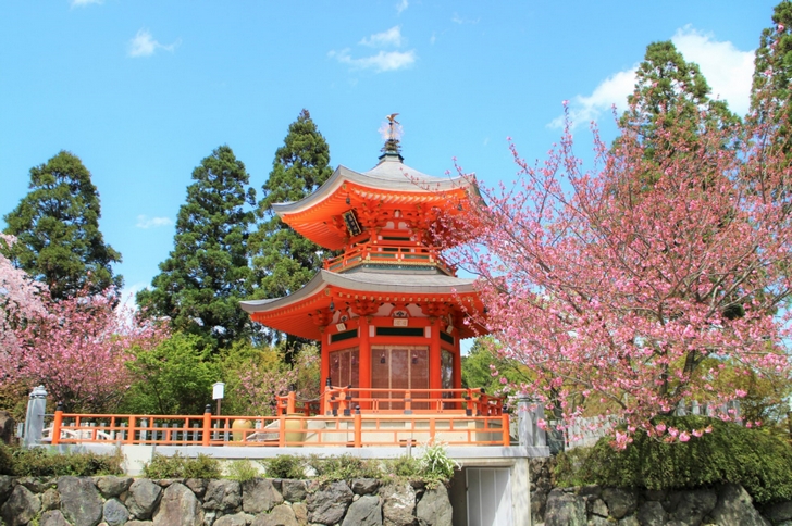 朱色の仏塔とピンクの桜が絶妙なこの場所はどこ?