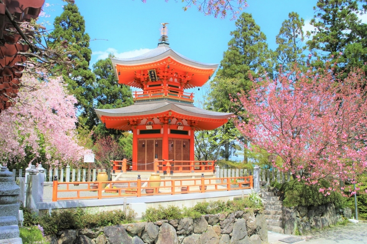 こちら以外にも庭園があって枝垂桜が5月まで見られます