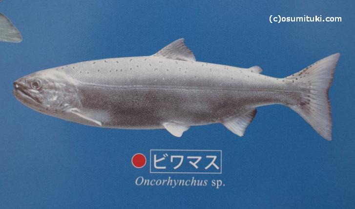 ビワマスは琵琶湖に住む固有種の魚です