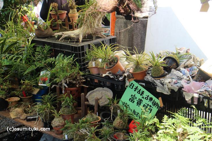 一番西の通りは植物などが売られています