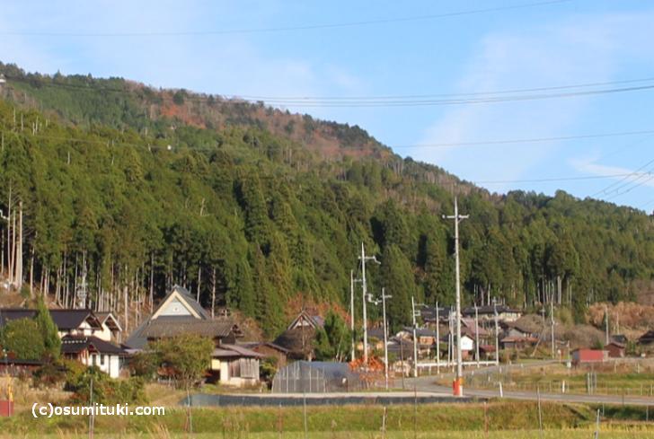 京都で松茸が採れなくなったのは「北山杉ブーム」があったから