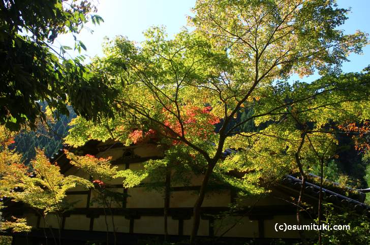 吟松寺の前にある細い道から見る紅葉が絶景なのです