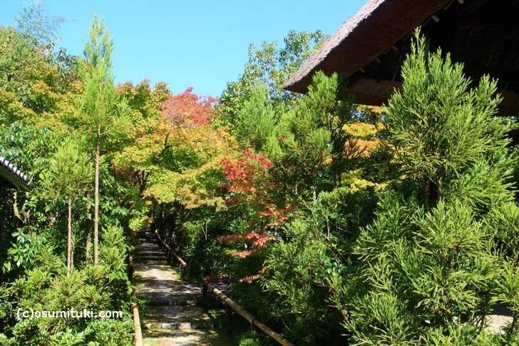 光悦寺の紅葉はほんのり色づいていました