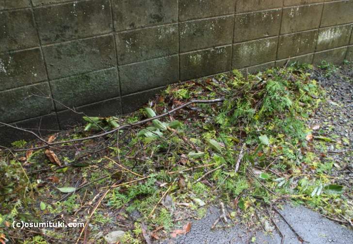 これは「台風21号」で飛散した枝葉です