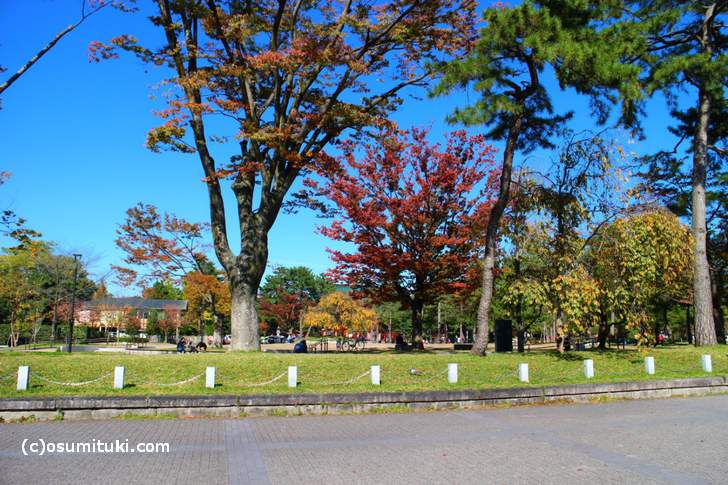 岡崎公園の紅葉、朱色になってますねぇ
