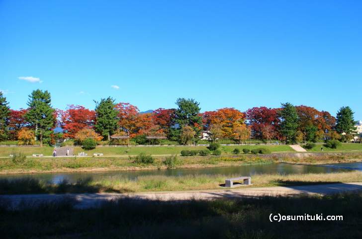 北大路駅より北の鴨川は紅葉の並木道になります(2017年10月31日撮影)