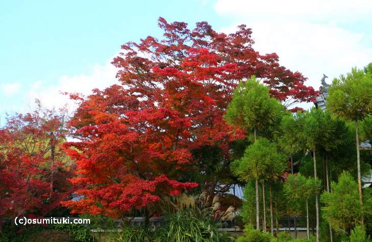 源光庵の紅葉 2017年11月9日撮影