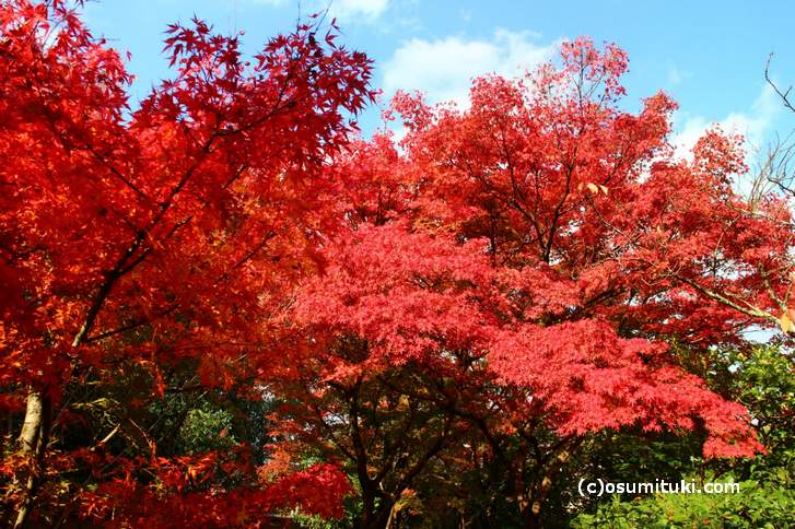 光悦寺は駐車場の紅葉が一番早く色づきます
