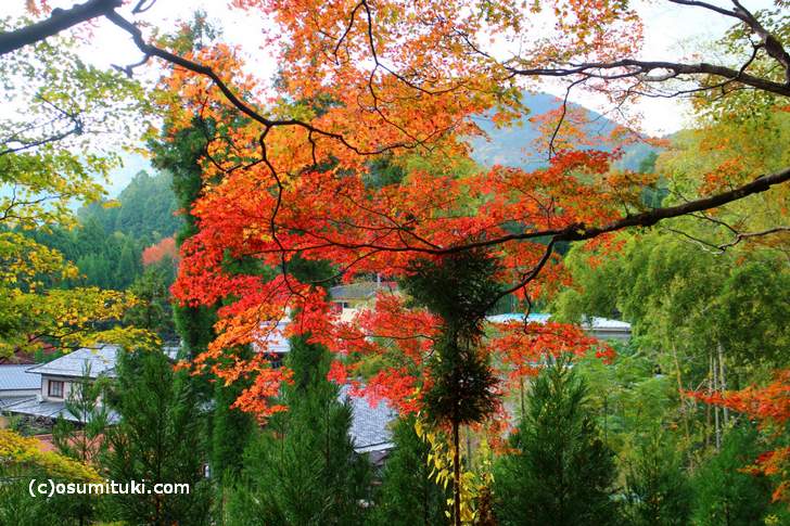 大徳寺讃州寺の紅葉撮影スポット(2017年11月9日撮影)