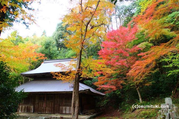 大徳寺讃州寺の紅葉(2017年11月9日撮影)