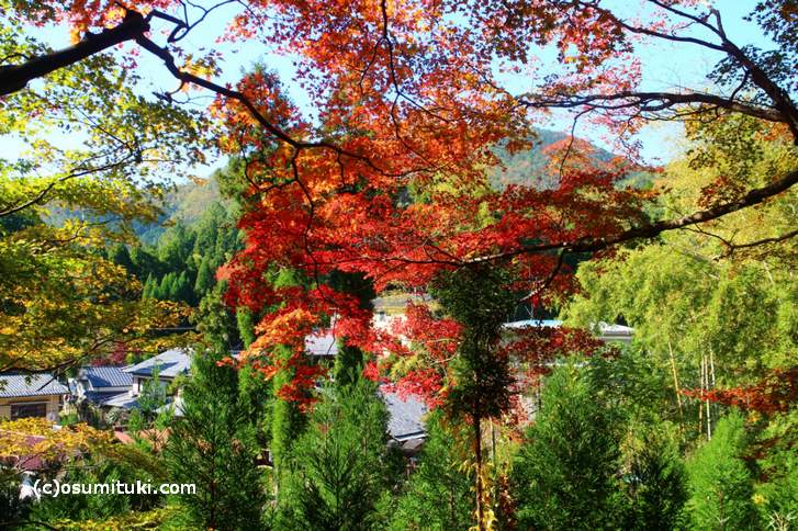 大徳寺讃州寺の紅葉 17 京都 鷹峯 17年11月10日の写真 お墨付き