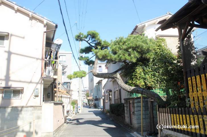 京都の裏道にドーンと出てきている松の所に小さい神社があります