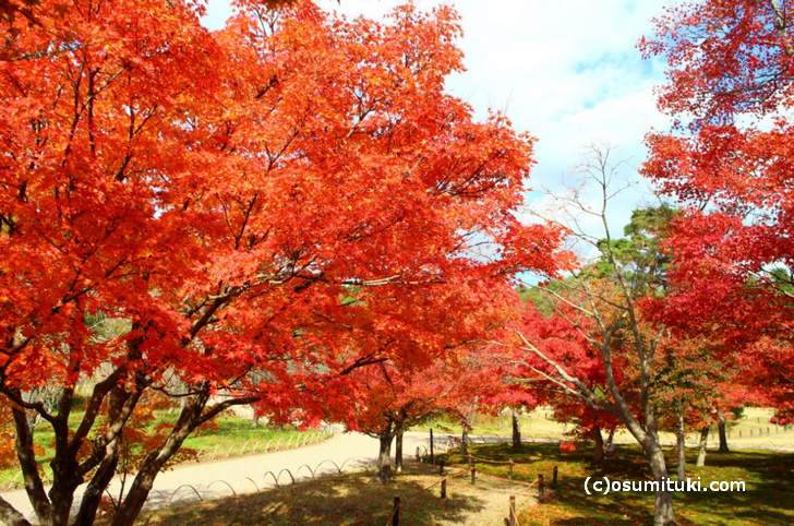 京都で唯一空いている紅葉スポット